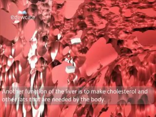 Human Anatomy- Liver