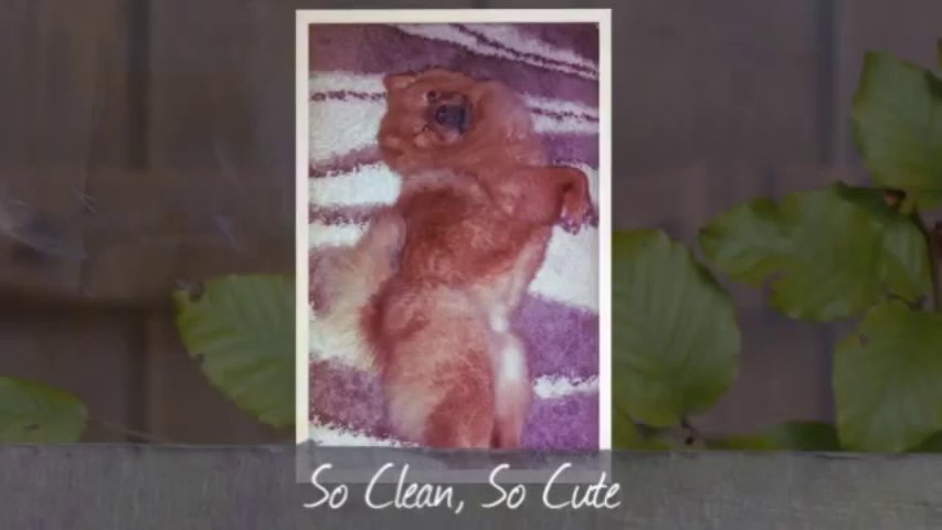 Home Carpet Cleaning