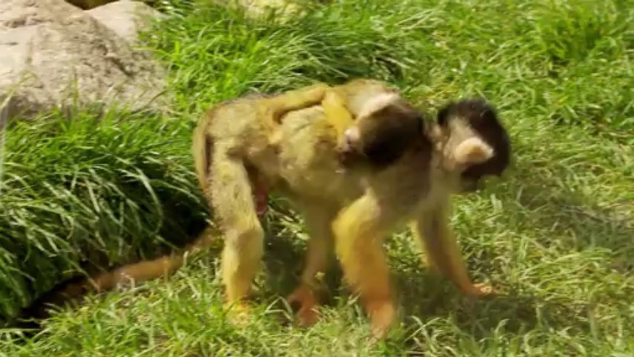 Naissances au zoo d'Amnéville 2013