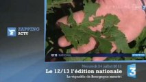 Les vignobles de Bourgogne dévastés par les intempéries