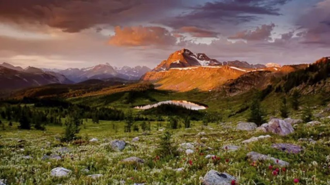 MONA ROZA-Sezai KARAKOÇ