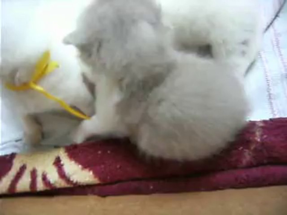 A vendre 3 chatons LOOF  british longhair,  blanc ,  fawn et blanc à très bon prix