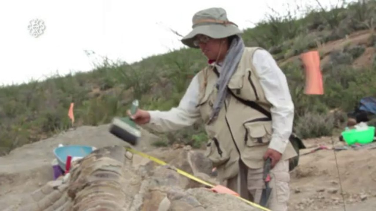 Cauda de dinossauro de 72 milhões de anos