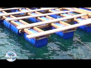 TG ISOLAVERDE EDIZIONE MERCOLEDI' 24 LUGLIO