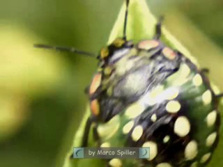 Nezara viridula - Nymphs