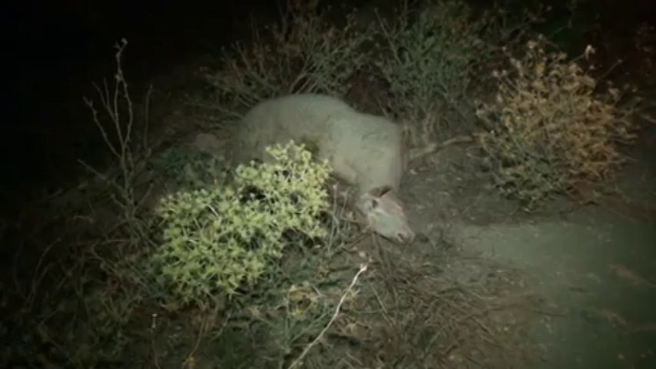 Dursunbey Balıkesir Yolunda Trafik Kazası: 6 Hayvan Telef Oldu