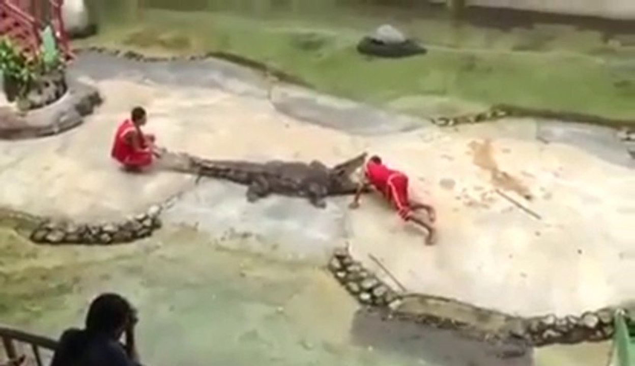 Un alligator mange la tête de son dresseur.