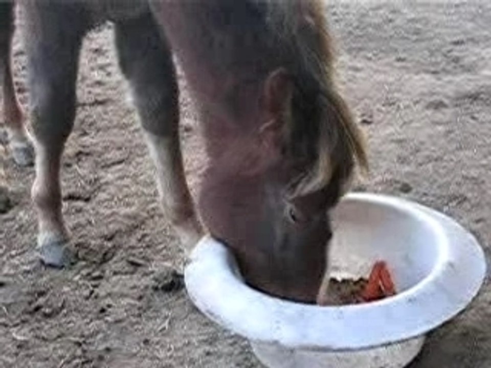 Dream, son grain et ses carottes