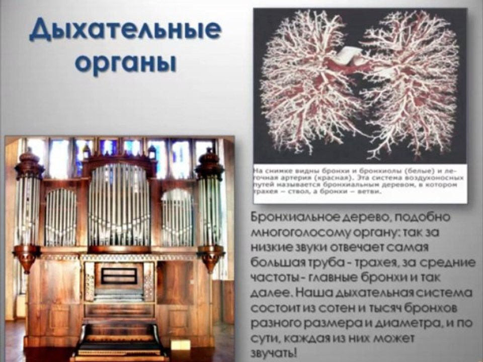 Как дышим. Какой тип дыхания необходим для речи