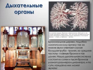 Как дышим. Какой тип дыхания необходим для речи