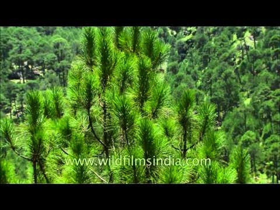 Pine forest in Garhwal