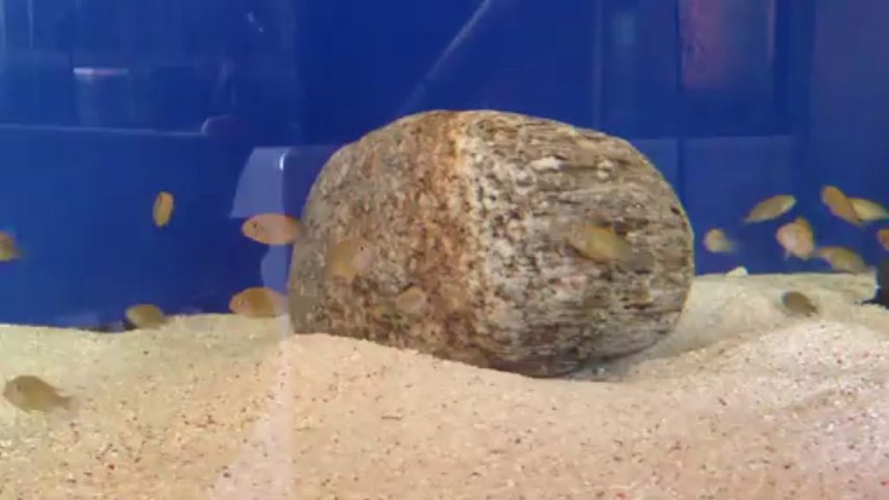 kriza gold yavruları 2