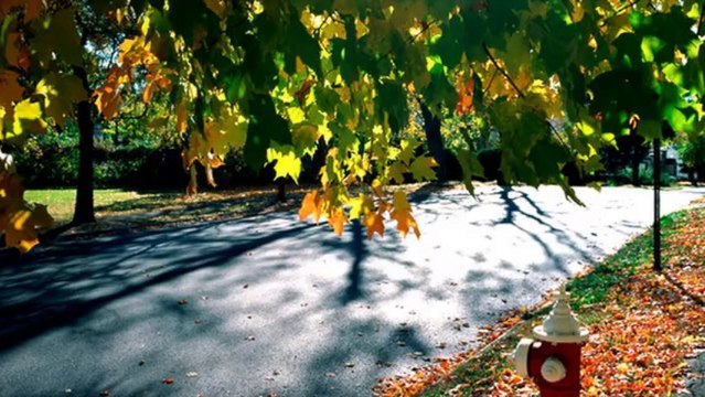 R.L. Elliott Enterprises - Residential & Commercial Tree Service In Richmond & Glen Allen VA