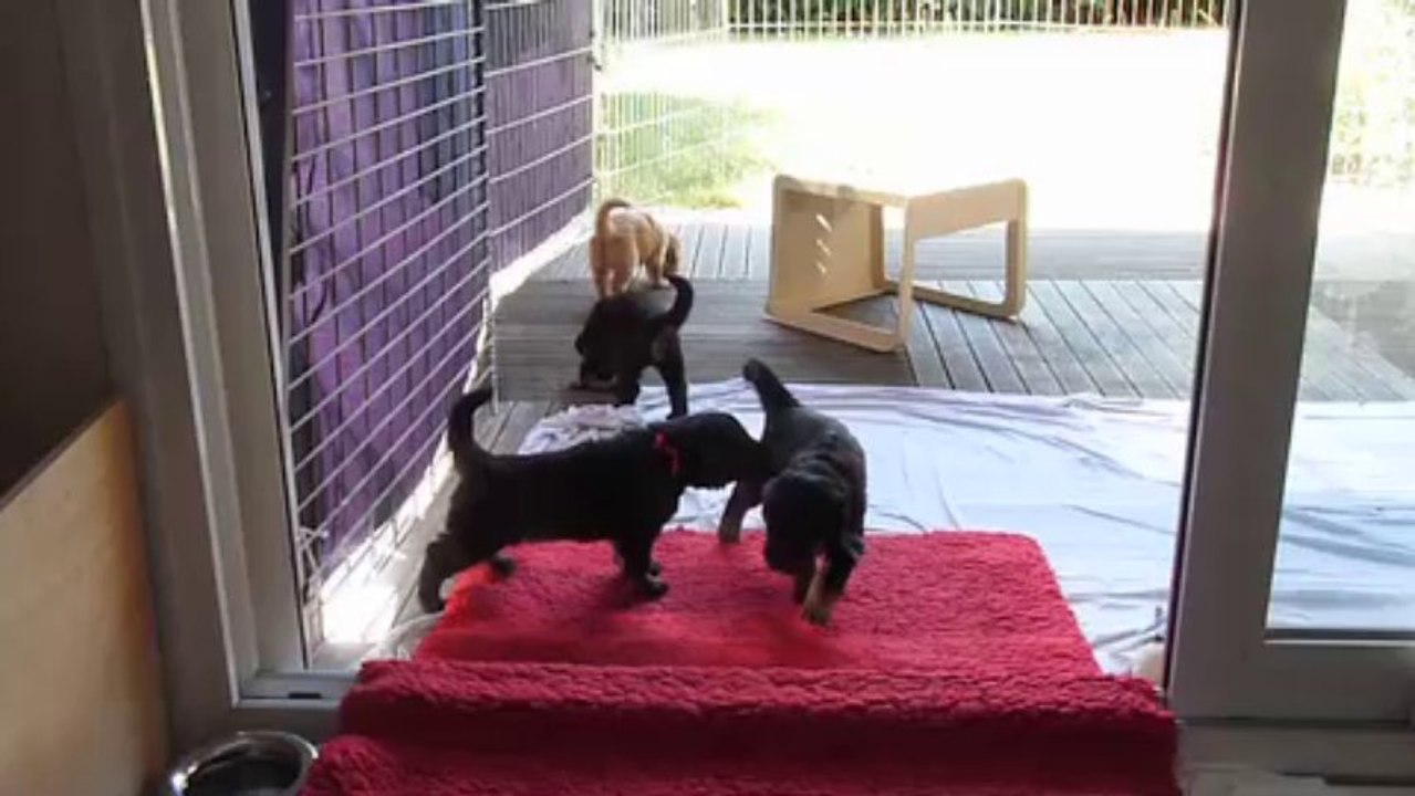 chiots-Jarpa semaine4