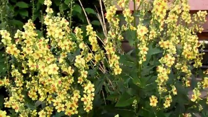 Les bourdons sur les Molènes de mon jardin...