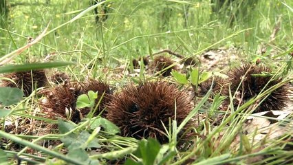 Napoli - Torymus Sinensis, l'antagonista naturale al Cinipide del castagno (24.07.13)