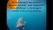 Basking shark swims with kayaker