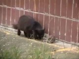 Un rat géant attaque une bande de chats en Russie !! Vive le respect du règne animal... Plus rien ne va chez les Russes !!
