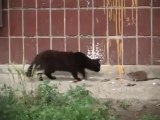 Giant Russian Rat Attacks Cats!! Crazy animal video!!