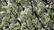 Windy Trees 02 - Stock Video - Video Backgrounds - Stock Footage