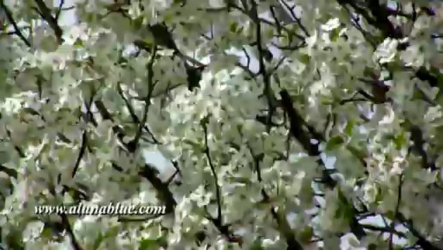 Windy Trees 02 - Stock Video - Video Backgrounds - Stock Footage