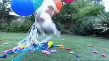 Meet The Record Breakers - Guinness World Records_ Anastasia - Balloon Popping Dog