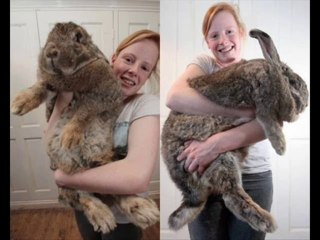 Biggest Giant rabbit