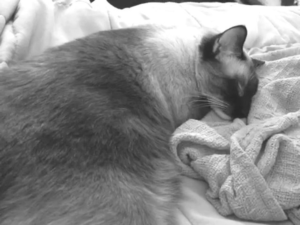 Cat having a bad dream