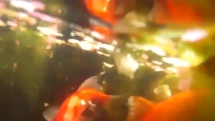Poissons du bassin