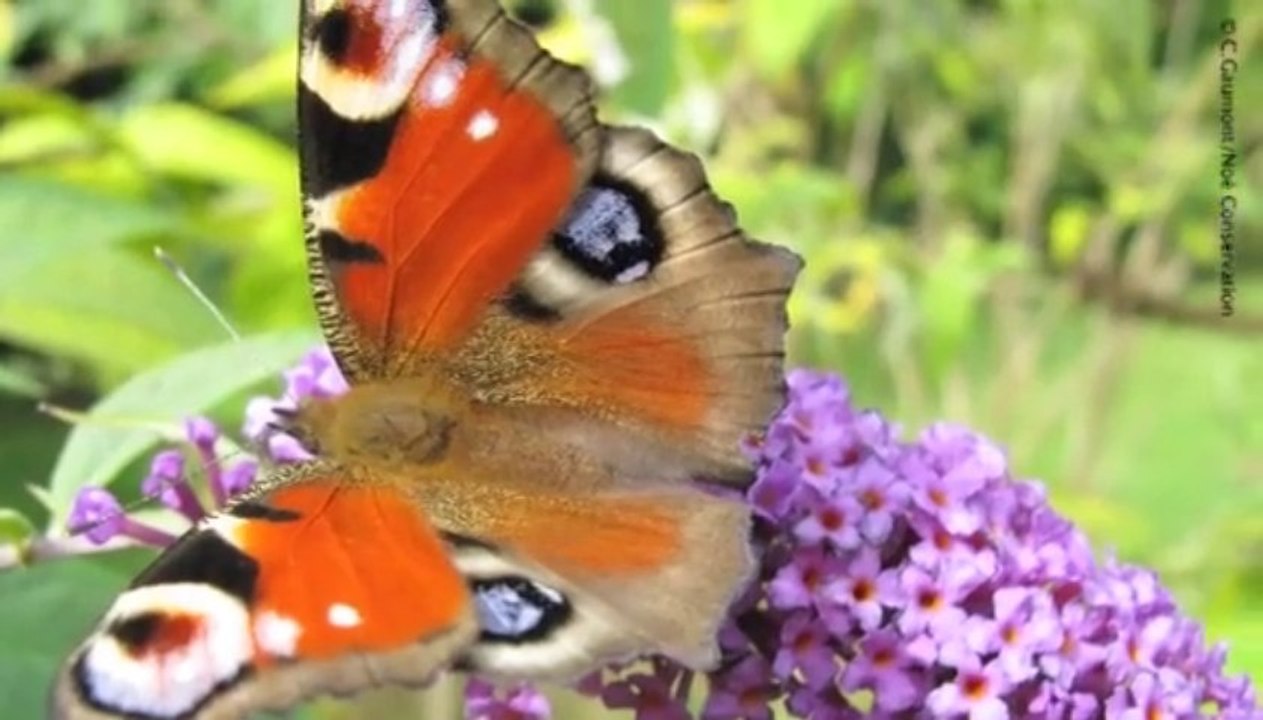C'est quoi un papillon ?