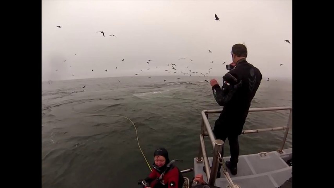 Deux baleines à bosse manque d'avaler un plongeur