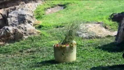 Los animales de Bioparc Valencia se refrescan con helados gigantes