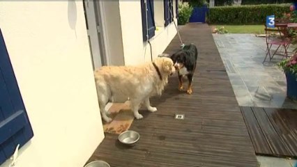 Haute-Normandie : l'échange de garde d'animaux pour les vacances