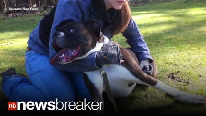 BACK TO LIFE: Man Reviving Stranger’s Dog Goes Viral