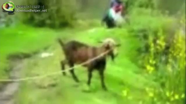 Les chèvres hurlent comme les humains