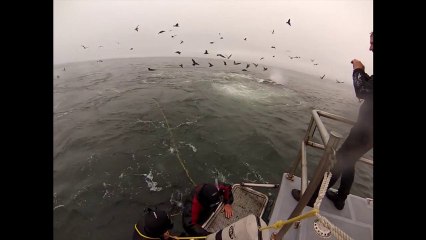 Un plongeur a failli se faire avaler par une baleine à bosse