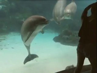 Un dauphin s'amuse à voir une fille danser