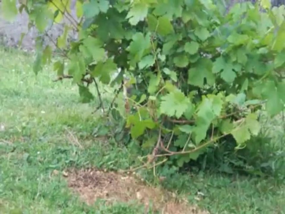 Ignacio video 3
