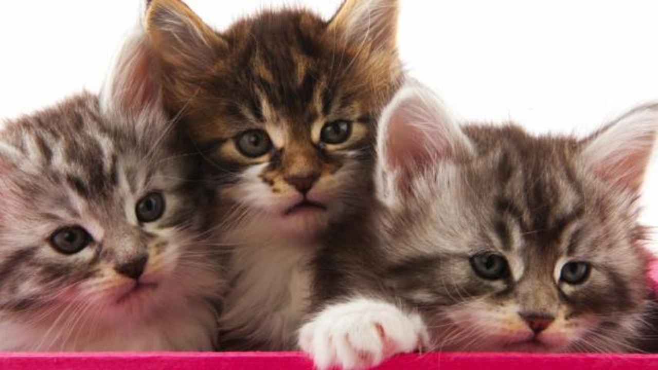 Man Allegedly Used Cat as Weapon