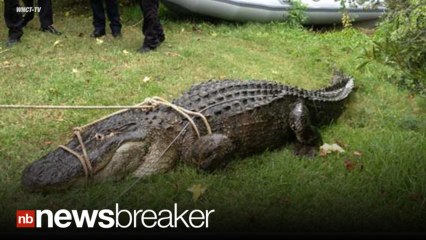 GATOR ALERT: Huge Alligator Eats 80 lb Husky