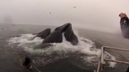 Divers Come Within Feet of Getting Eaten by Whales