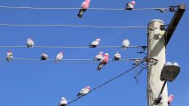 Rose Breasted Cockatoos Causing Blackouts in Queensland Town