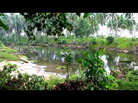 Lake in the rainforest: Andaman jungles