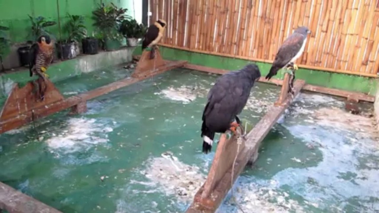 Joven cuida aves rapaces en casa