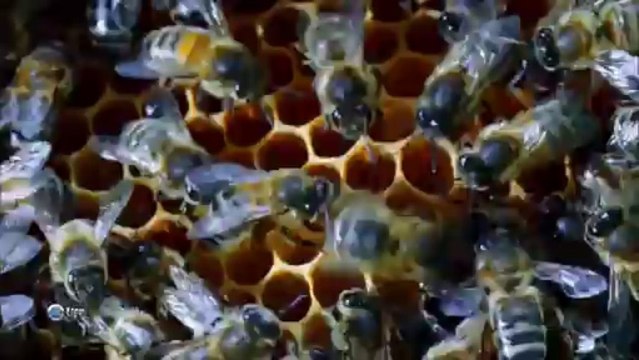 Энергия жизни. Технология от природы