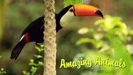 Amazing Animals [720p]