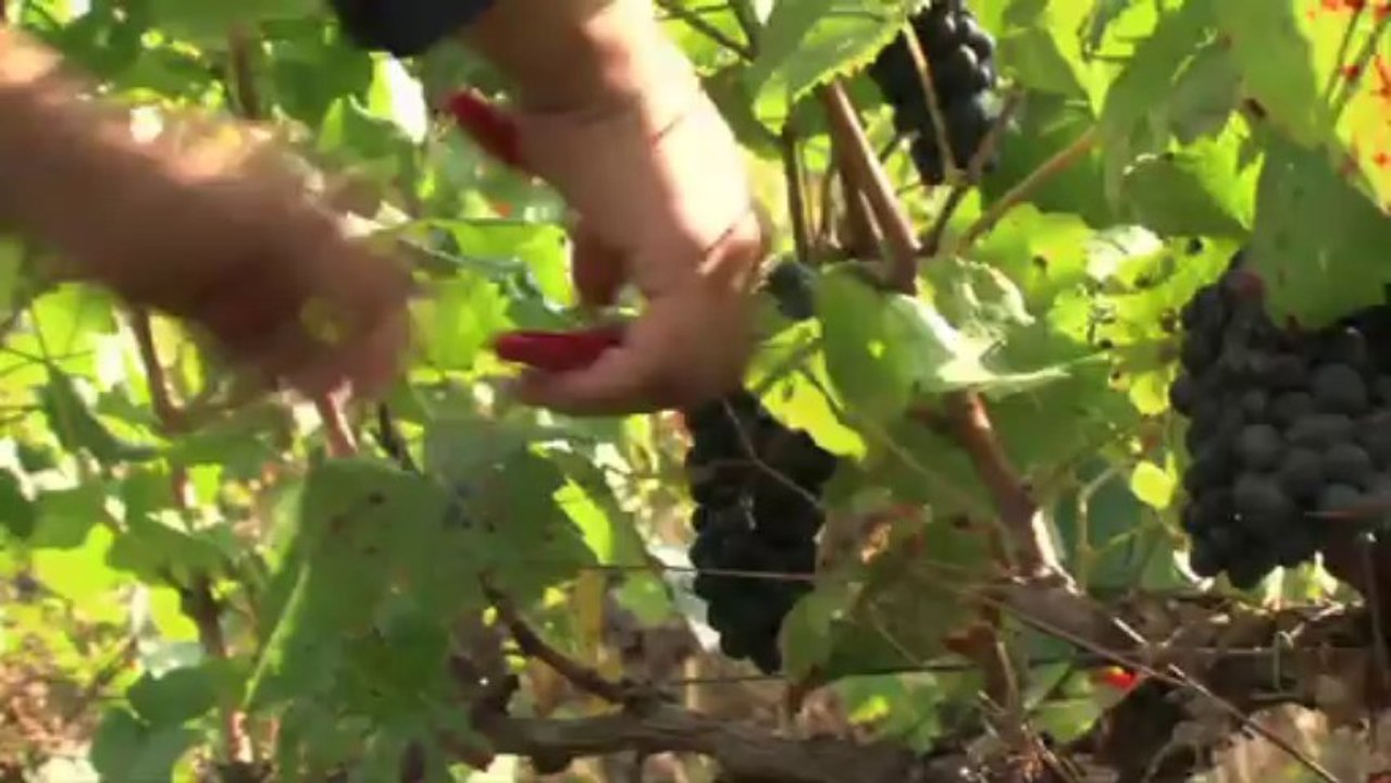 Château de Pommard : dégustation de vins, Art et visite de caves