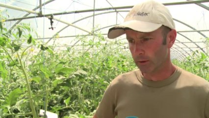 Dans la Drôme, une fabrique géante d'insectes utiles