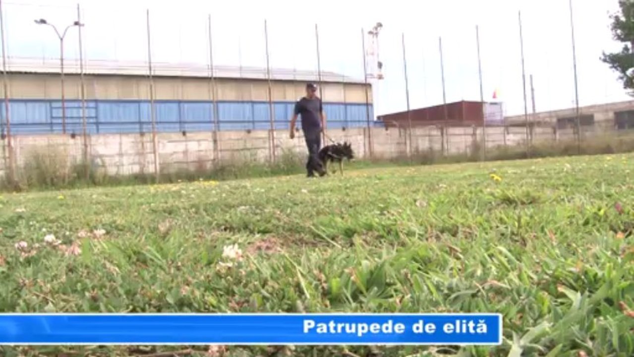 PATRUPEDE DE ELITA