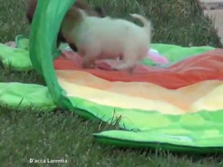 Petits  D'Acca Larentia